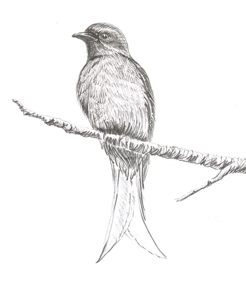 Ashy Drongo bird drawing — Stock Photo, Image