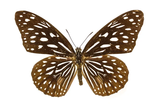 Colección mariposa — Foto de Stock