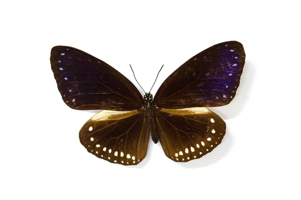 Метелик колекції — стокове фото