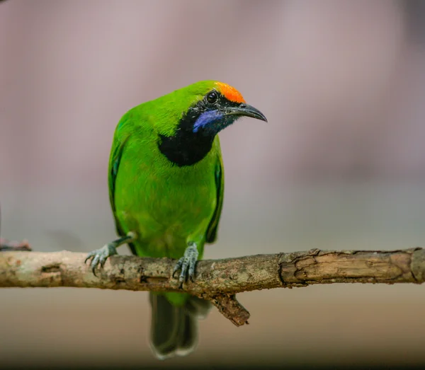 Ave en la naturaleza —  Fotos de Stock