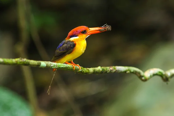 Vogels in de natuur — Stockfoto