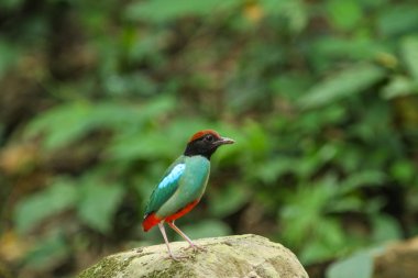 Doğada kukuletalı pide (pide sordida)