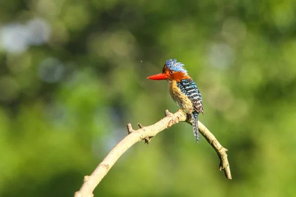 Eisvogelmännchen (lacedo pulchella) — Stockfoto