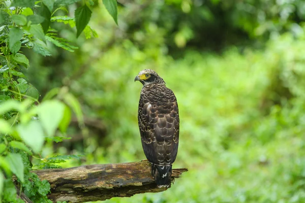Águila Serpiente Crestada descansando sobre una percha — Foto de Stock