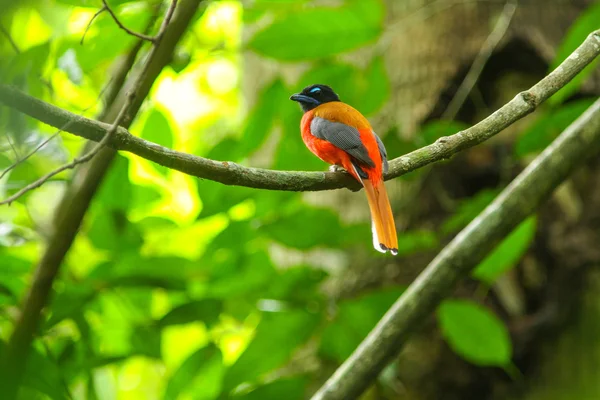 Scarlet zpěvavý pták krásná Trogon (Harpactes duvaucelii) — Stock fotografie