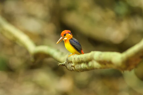 Fågel i naturen — Stockfoto