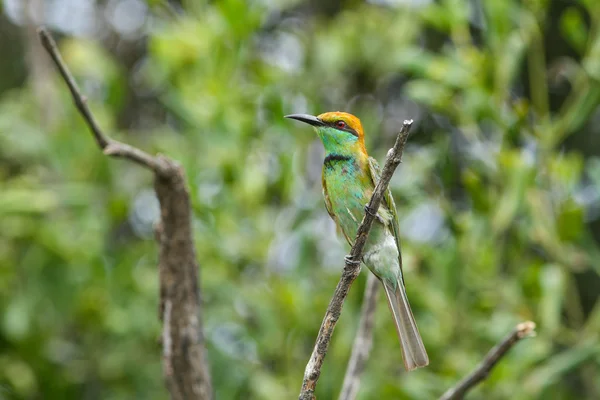 Chestnut-headed bee-eater — Stock Photo, Image