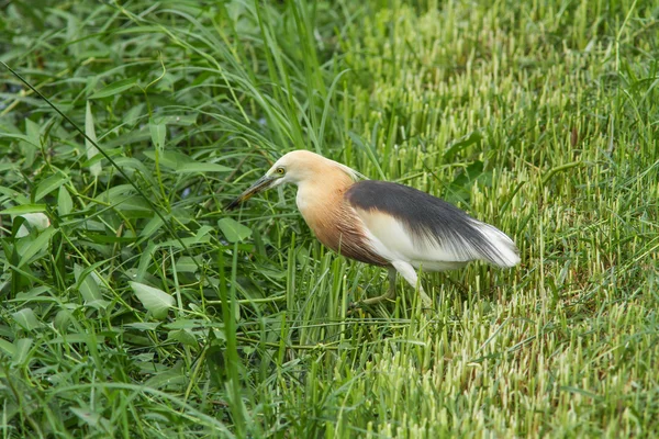 Jávský volavka (Ardeola speciosa) — Stock fotografie