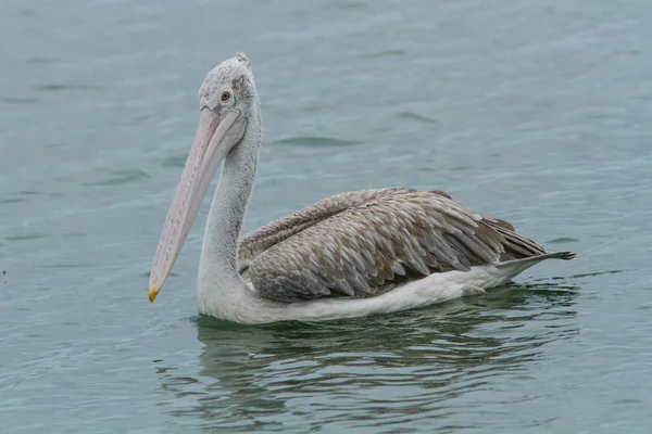 Pelícano de pico plano (Pelecanus philippensis ) — Foto de Stock