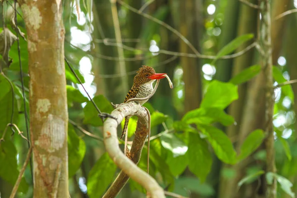 Kingfisher bagué (Lacedo pulchella) femelle sur la branche en nat — Photo