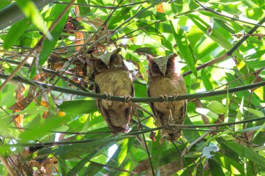  İshak baykuşu (Otus sagittatus beyaz önlü)