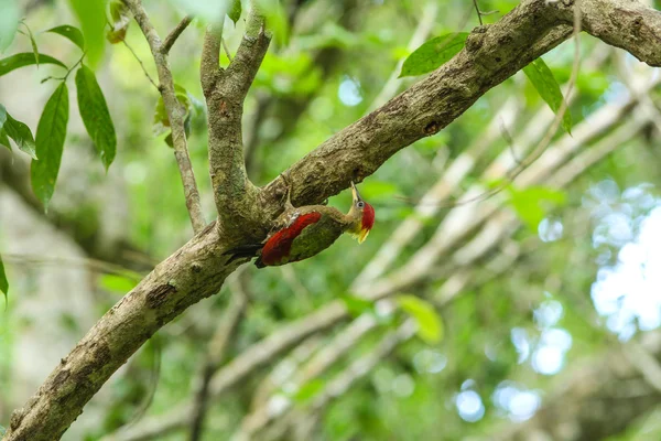Bamboo woodpecker — стоковое фото