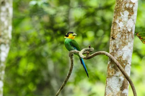 Pássaro colorido de cauda longa broadbill no galho da árvore — Fotografia de Stock