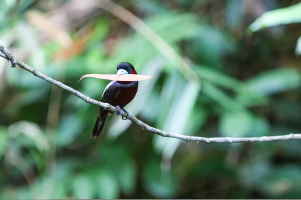 Doğada kuş — Stok fotoğraf