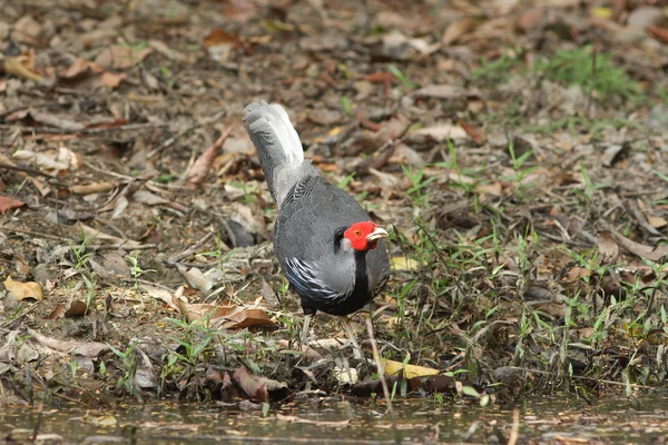 Kalij fasan (lophura leucomelanos) vogel — Stockfoto