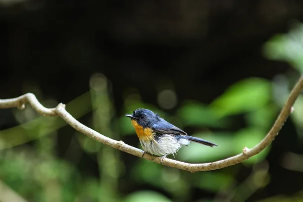 Tickell's blue-flycatcher perching on a branch — Stock Photo, Image