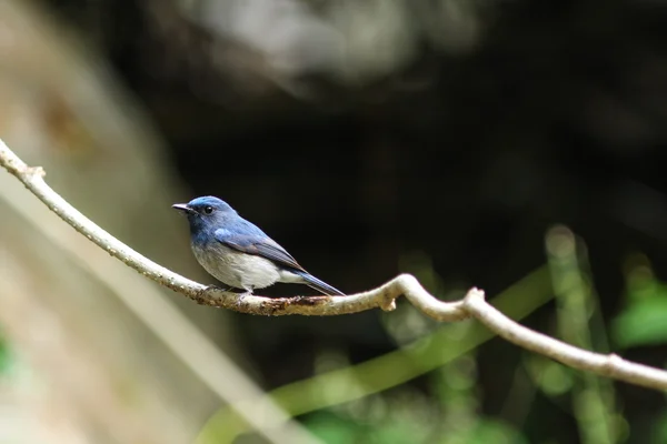 Acchiappamosche blu di Hainan (Cyornis hainanus) in natura — Foto Stock