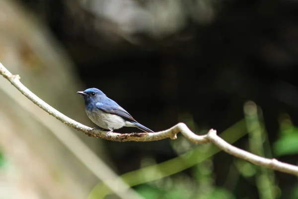 Hainan-Blauschnäpper (cyornis hainanus) in der Natur — Stockfoto