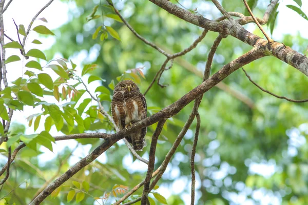 Chouette rayée (Glaucidium brodiei) ) — Photo