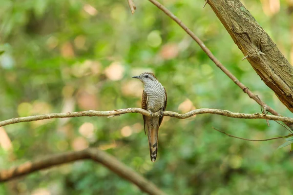 Cuco de Bahía Banded — Foto de Stock