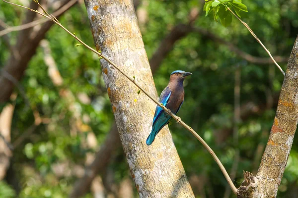 Pássaro-indiano (Coracias benghalensis) — Fotografia de Stock