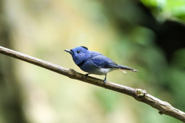 siyah enseli hükümdar