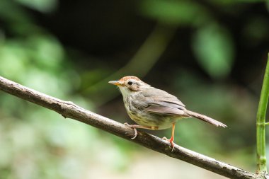 Puff gerdanlı yedikardeşi