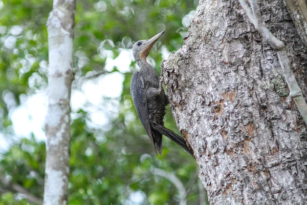 Grote slaty woodpacker — Stockfoto