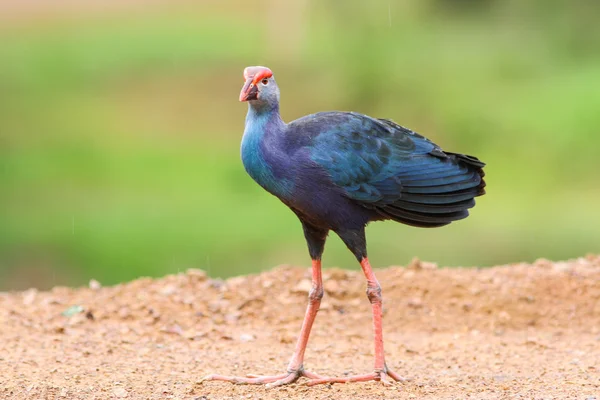 Μωβ Swamphen(Porphyrio porphyrio) — Φωτογραφία Αρχείου