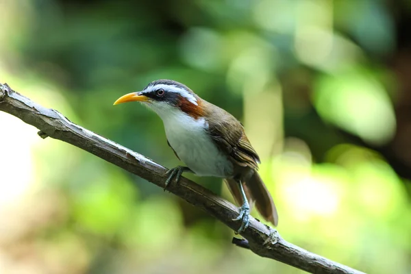 Scimitar-babbler blanc — Photo