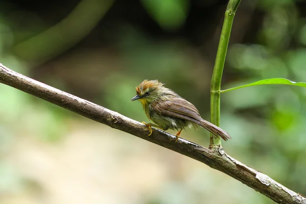 Pin-listrado Tit Babbler (Macronus gularis  ) — Fotografia de Stock