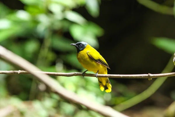 Bulbul-de-cabeça-preta (Pycnonotus atriceps) pássaro — Fotografia de Stock