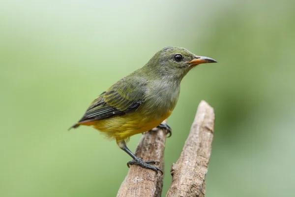 Orange-bellied Flowerpecker perempuan di alam — Stok Foto