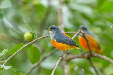 renkli kuş Flowerpecker turuncu karınlı 