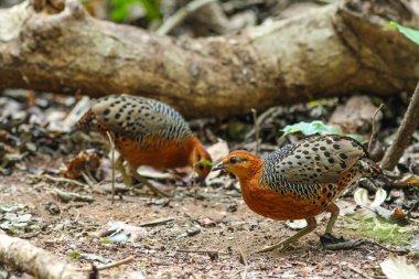 Ferruginous keklik (Caloperdix oculea)
