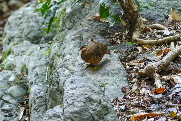 Koroptev sumaterská Astrildovec (Arborophila chloropus) v lese — Stock fotografie