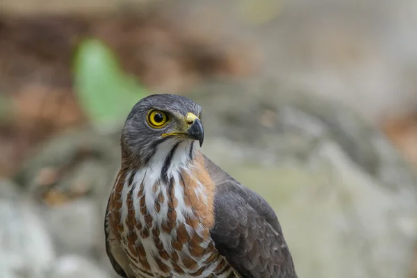 볏된 참 매 (Accipiter trivirgatus) — 스톡 사진