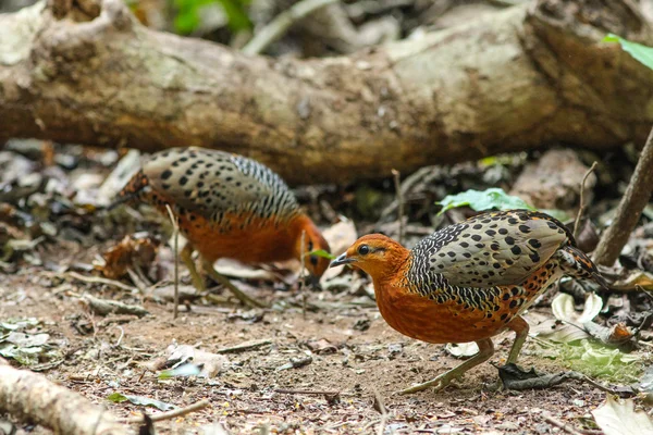 Rozsdás szemesfogoly (Caloperdix-oculea) — Stock Fotó