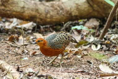 Ferruginous keklik (Caloperdix oculea)