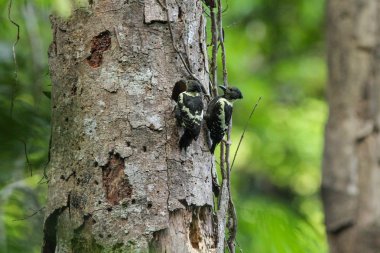 Siyah ve meraklısı ağaçkakan