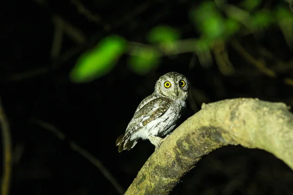 东方角 Owl(Otus sunia) — 图库照片