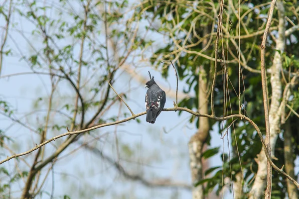 Schwarzer Basarvogel — Stockfoto