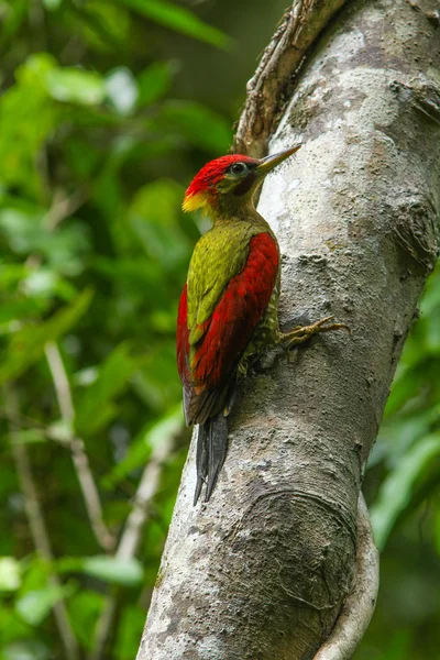 Laced Woodpecker on the tree in forest — Stock Photo, Image