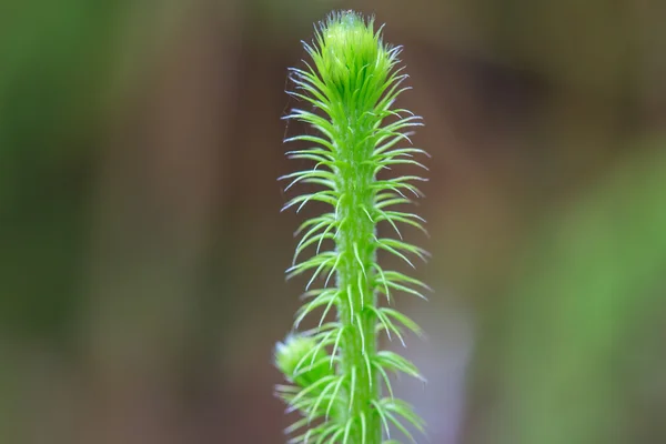 Feuille de fougère — Photo