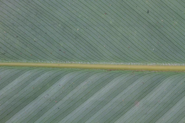 Abstract background  of banana leaf texture blur — Stock Photo, Image