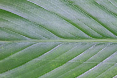 Muz Yaprak doku arka plan bulanıklık