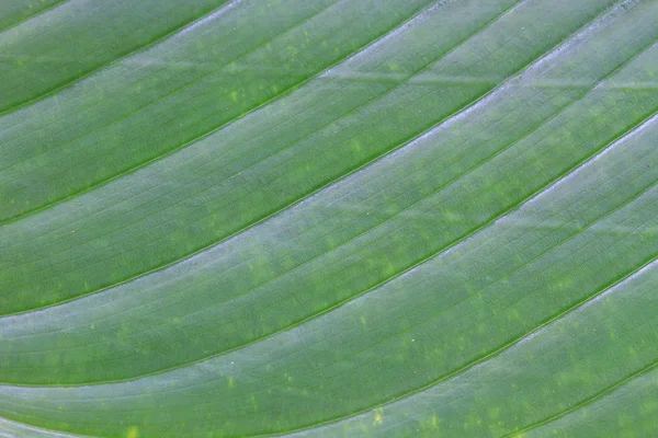 Abstrakter Hintergrund der Bananenblatt-Textur verschwimmt — Stockfoto