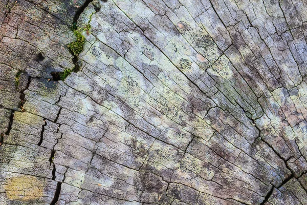 Textura de la madera de corteza —  Fotos de Stock