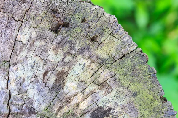 Texture of bark wood — Stock Photo, Image