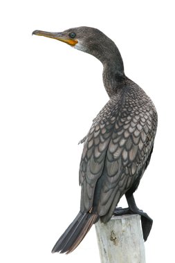 Küçük karabatak, Cava karabatak (Phalacrocorax Nijer)